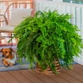 thumbnail image 5 of Expert Gardener Live Indoor 20" Boston Fern Live Plants in 10" Growers Pot, 5 of 7