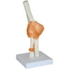 Walter Products Elbow Joint Model