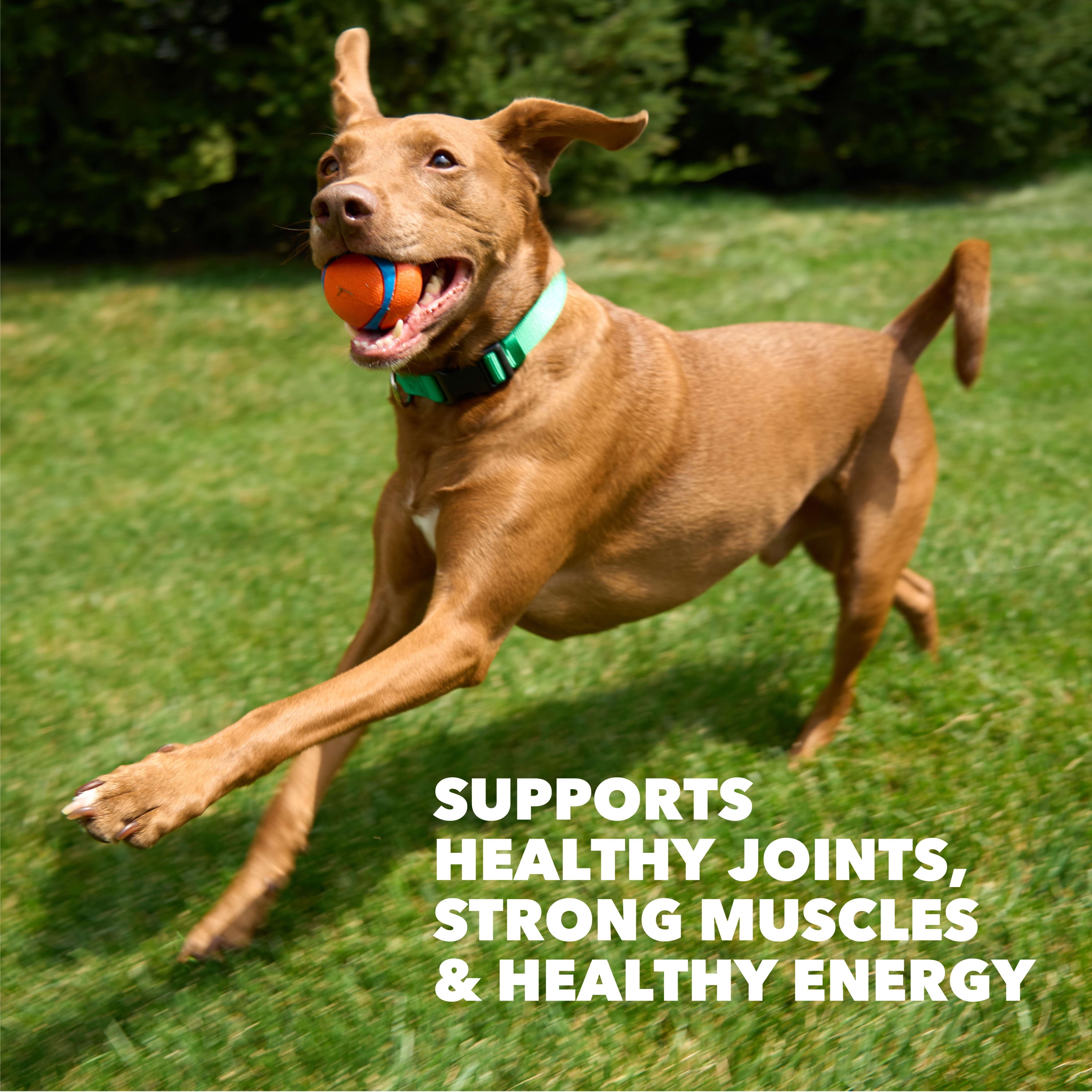 IAMS Proactive Health High Protein Dry Dog Food With Chicken & Beef, 38.5lb Bag