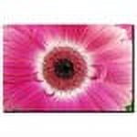 Trademark Art "Pink Gerber" Canvas Art