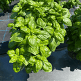 thumbnail image 4 of Basil Plant, 3 - 5 inches Starter Plant, Sweet Basil, Fragrant Leaves, Basil for Indoor Outdoor Growing, 4 of 5