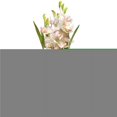 thumbnail image 1 of National Tree NF36-5285S Potted White Orchid Flowers with Matte Black Square Ceramic Base, 1 of 2