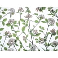 thumbnail image 3 of Frank, Assaf 18x15 Black Modern Framed Museum Art Print Titled - Viburnum Juddii flowers, 3 of 5