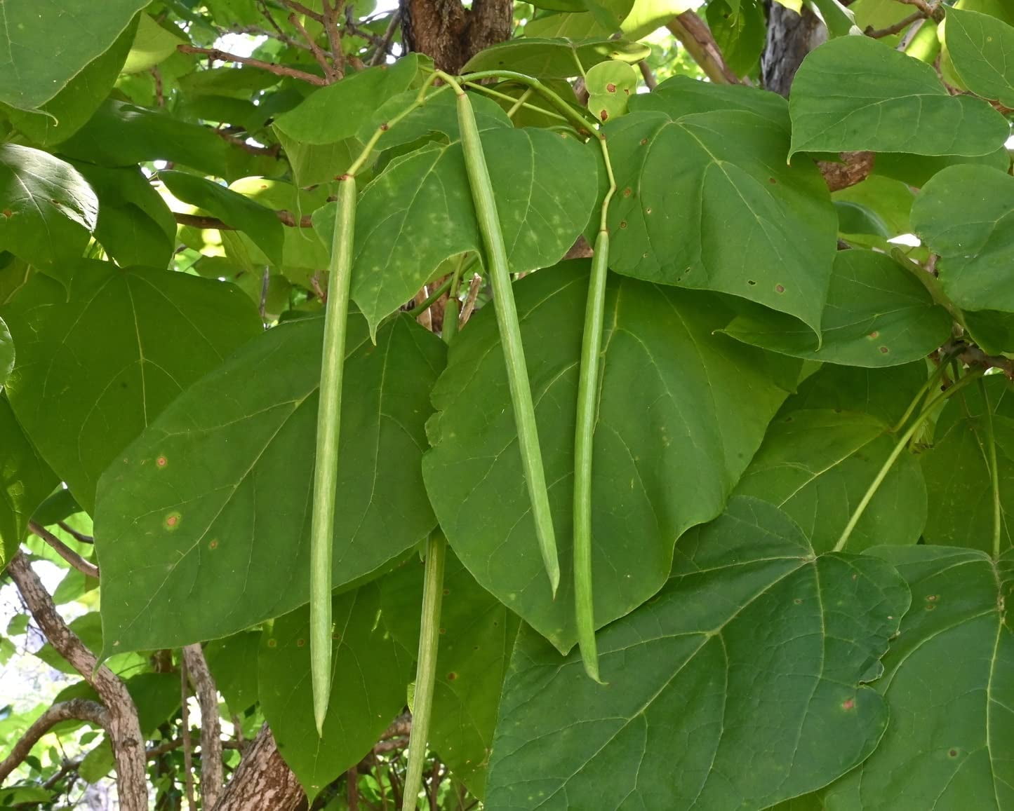 Catalpa Tree Seeds for Planting 50 Seeds to Grow Stunning Flowers