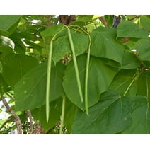 Catalpa Tree Seeds for Planting - 50 Seeds to Grow - Stunning Flowers, Large Leaves, and Bean Like Seed Pods
