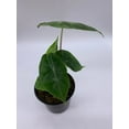 thumbnail image 4 of Alocasia Morocco, Alocasia Reginu, 4 inch, Elephant Ear African Plant, Clear Green, 4 of 7