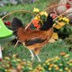 thumbnail image 4 of DEEPCRAFF 2Ud Ornamentación De Jardín Con Estacas De Gallina Acrílica Y Detalles Coloridos, 4 of 8