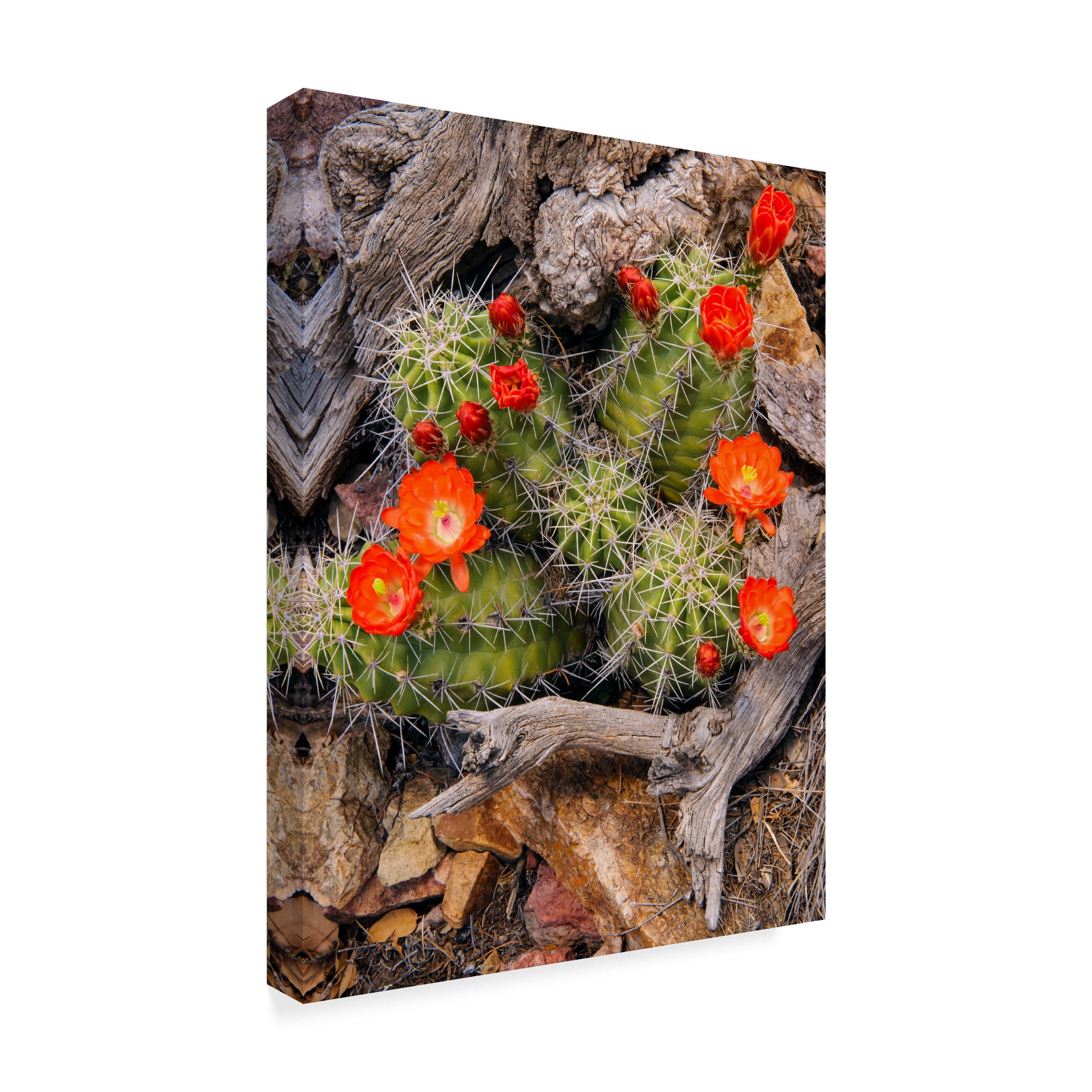 Trademark Fine Art 'Claret Cup Cactus' Canvas Art by Michael Blanchette Photography