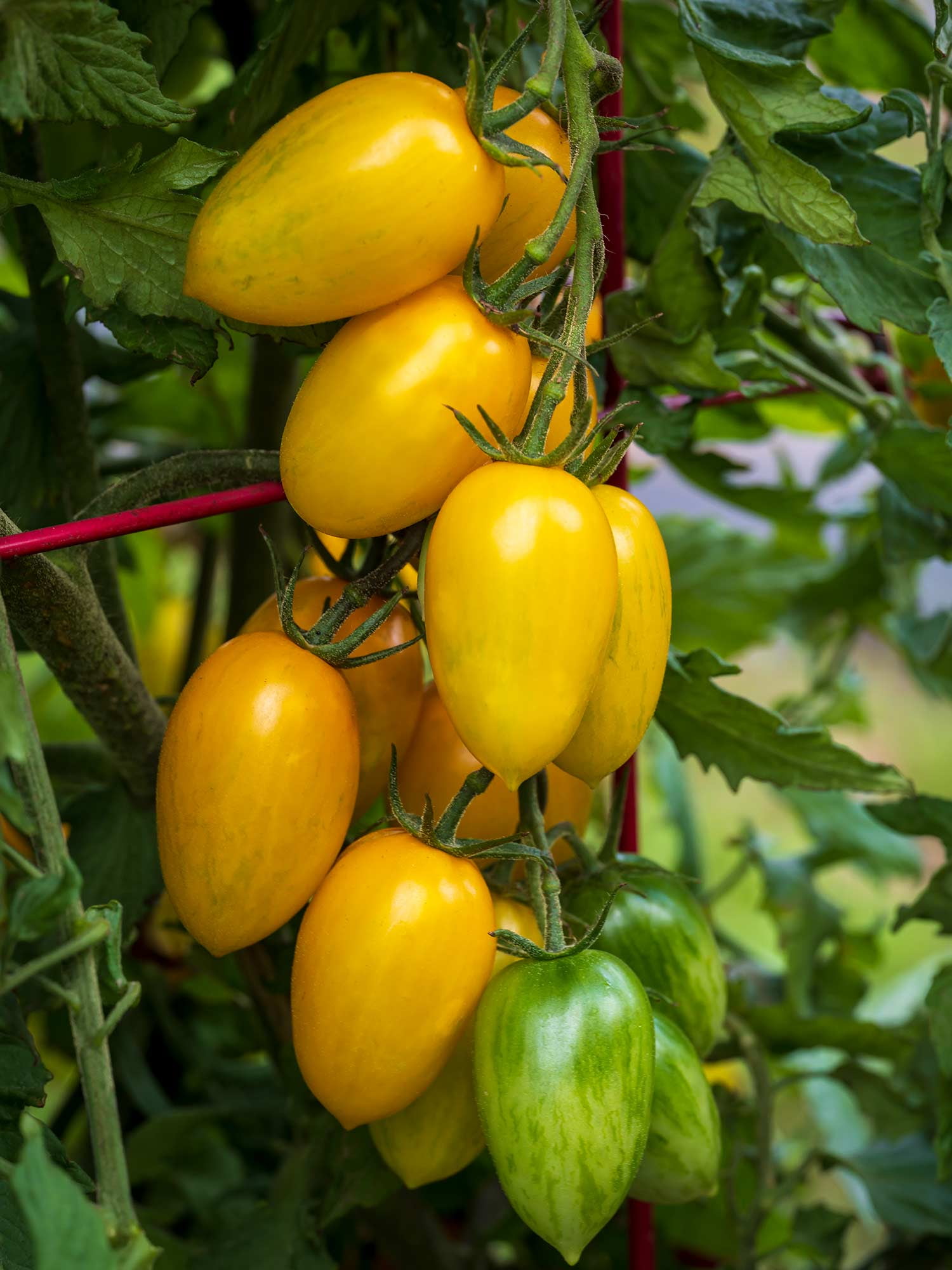 tomato ページ Buy Tomato 'Purple Zebra' (Grafted) | Organic Gardening