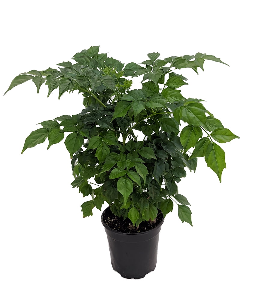 China Doll Plant Radermachera sinica Easy House Plant 6" Pot