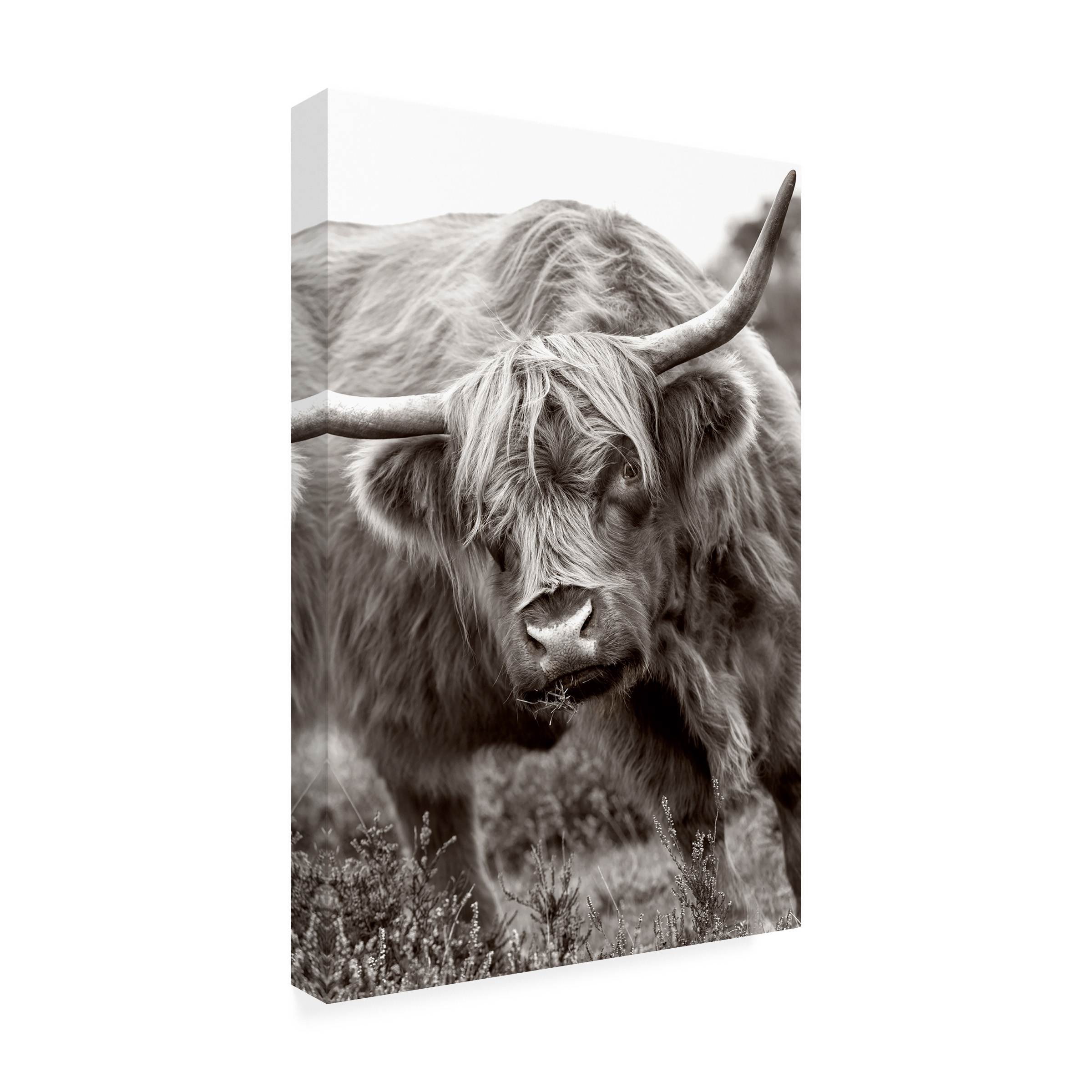 Jacky Parker 'The Bull' Canvas Art