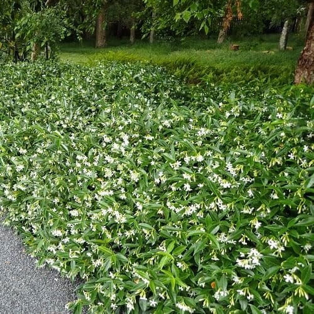 Variegated Confederate Jasmine  2 Extra Large 3 Gallon Plants  Trachelospermum jasminoides Variegata  Eye-Catching Climber  Perfect for Garden Walls and Trellises