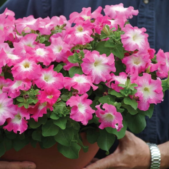 Petunia Dreams Rose Morn F1 Seed - 500 Seeds