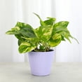 thumbnail image 3 of Live Golden Pothos Plant - Variegated Foliage - Low Light - 4" Decorative Pot Cover - Thorsen's Greenhouse, 3 of 5