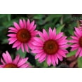 thumbnail image 2 of 1000 Bulk BRIGHT STAR CONEFLOWER Echinacea Purpurea Lavender Bright Rose Pink Flower Seeds, 2 of 8