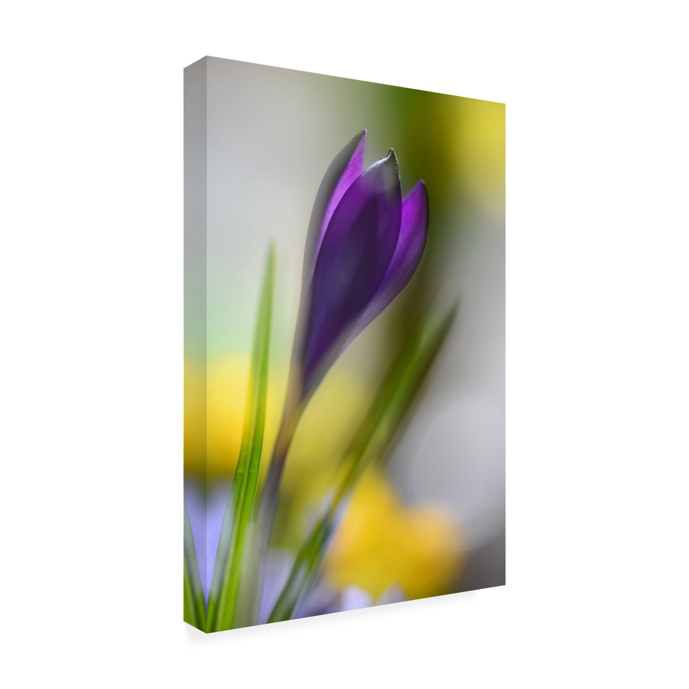 Canvas Wall Art - Heidi Westum 'Sunbeam' Wall Art for Living Room, Bedroom, or Office D?cor by Trademark Fine Art - 22 x 32 Inches