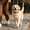 A, variant on Rechargeable Dog Collar Light Clip-on LED Dog Tag Light Pet Safety Lamp Pendant for Night Walking Running Hiking and Outdoor Activities Dogs Cats