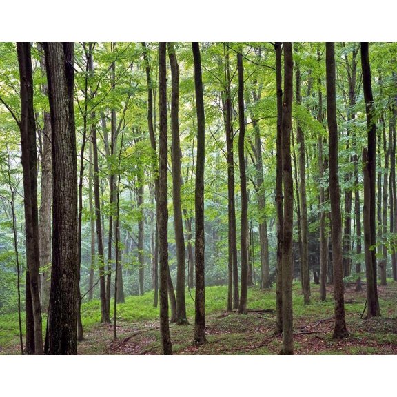 Krieg Forest Wall Decal