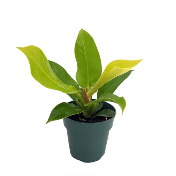 Moonlight Philodendron - 4" Pot