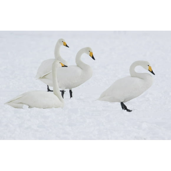 Whooper Swans in Hokkaido, Japan. Poster Print by Darrell Gulin (18 x 24)