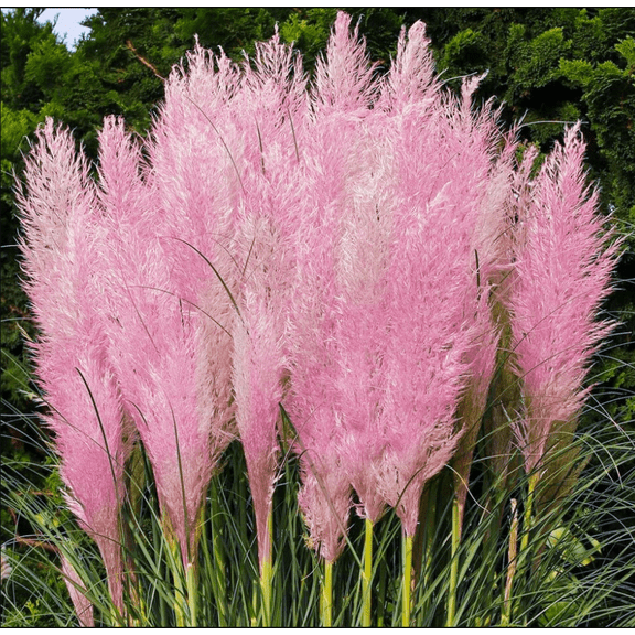 Cortaderia Pampas Grass Pink Live Starter Plant for Planting, Pampas Grass, Drought Tolerant, Ornamental Grass, 4 to 6 Inch Tall, Ship No Pot