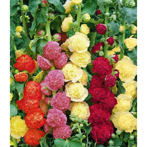 Hollyhock Radiant Rose Chater's Double Mixed (Mallow) Heirloom Pure Non-GMO Seed 50 Seeds