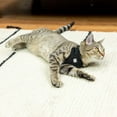 thumbnail image 5 of Vibrant Life Mesh Cat Harness & Leash Set, Black, One Size Fits Most, 5 of 6