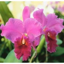 Live Pink Cattleya Orchid Plant 4"-8" Tall Rooted in 2.5" Pot (1 Count) Partial Shade, Perennial