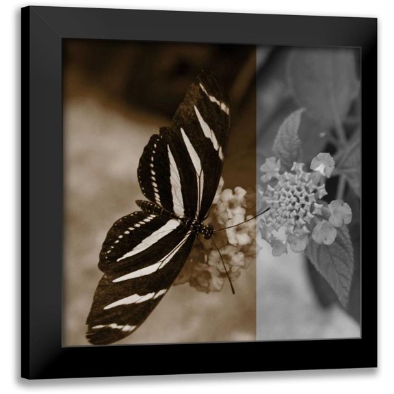 Project, A. 12x12 Black Modern Framed Museum Art Print Titled - Butterfly Study IV