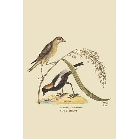 Ricebird-Fine Art Canvas Print (20" x 30")