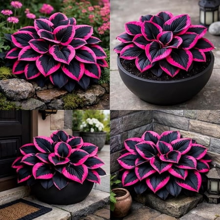 (A)-Hosta Bulbs-Shade-Loving-Hard-Resistant-Ornamental Plants for Containers & Yards-Perennial (Large Stem,Seedless,Non-Artificial)