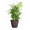 Chocolate, variant on Live Parlor Palm Plant - Pet Safe - Neanthe Bella Palm - 6" Decorative Pot Cover - Thorsen's Greenhouse