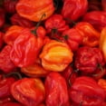 thumbnail image 3 of GranAroma Habanero Chile Powder, Hot & Spicy, Soups & Sauces 2.56 Ounce, 3 of 6