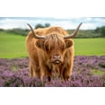thumbnail image 2 of Parker, Jacky 32x23 Gold Ornate Wood Framed with Double Matting Museum Art Print Titled - Highland, 2 of 4