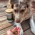 thumbnail image 2 of Soothe™ Vitality Multivitamin Soft Chews for Dogs, 120‑Count, 2 of 6