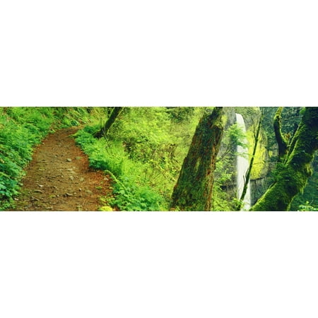 Waterfall and hiking trail Latourell Falls Columbia River Gorge Oregon USA Poster