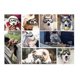 thumbnail image 3 of Gafas para Mascotas TUNC Impermeables a Prueba de Viento 21,5*6 cm Color Negro, 3 of 4