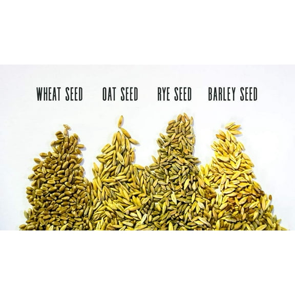 Thunder Acres Cat Grass Blend Wheat, Rye, Oats, and Barley Grass Seeds, 1 lb - Non-GMO, Certified Organic