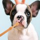 thumbnail image 4 of unbranded 1Jgo Cepillo De De Silicona Para Mascotas Para Cuidado Oral Profesional Y Uso Diario, 4 of 6