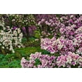 thumbnail image 2 of OBrien, Jay 14x11 White Modern Wood Framed Museum Art Print Titled - Delaware, Wilmington Flower and trees in garden, 2 of 4