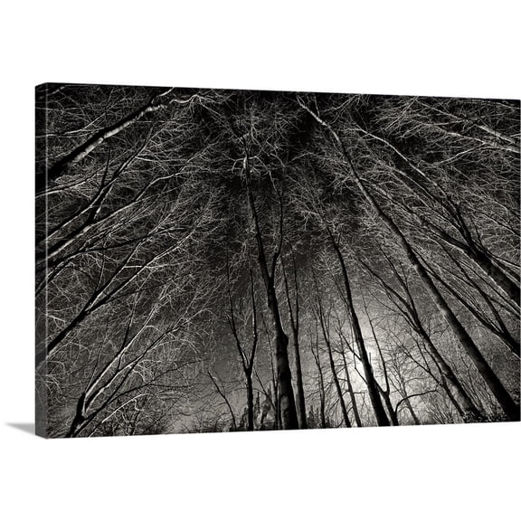 Great BIG Canvas | "Bare trees at night, Paris, France" Canvas Wall Art - 24x16