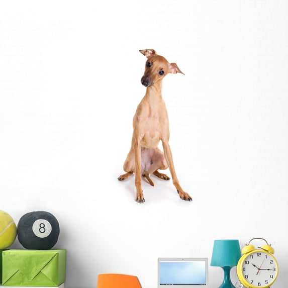 Italian Greyhound Puppy White Wall Decal by Wallmonkeys Peel and Stick Graphic (48 in H x 23 in W) WM297537