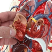 Axis Scientific Human Circulatory System Model, Half Life-Size, Realistic, Detailed Arteries and Veins Model with Thoracic Organs, Includes a Product Manual