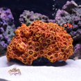 thumbnail image 3 of Holzlrgus 1Pc of Polyresin Coral Ornaments, Aquarium Coral Decor for Fish Tank Aquarium Decoration 5.11" x 3.93" x 2.75", 3 of 6