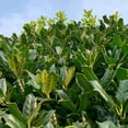 thumbnail image 2 of Expert Gardener 1.5- 2 ft tall Oak Leaf Holly Live Tree in 3-Gallon Grower Pot, 2 of 6