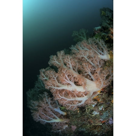 - Beautiful soft corals grow on a deep reef in Indonesia Canvas Art - Ethan DanielsStocktrek Images (12 x 17)