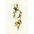 thumbnail image 2 of Gould, John 11x14 Gold Ornate Wood Framed with Double Matting Museum Art Print Titled - Striated Pardalote-Pardalotus striatus, 2 of 4