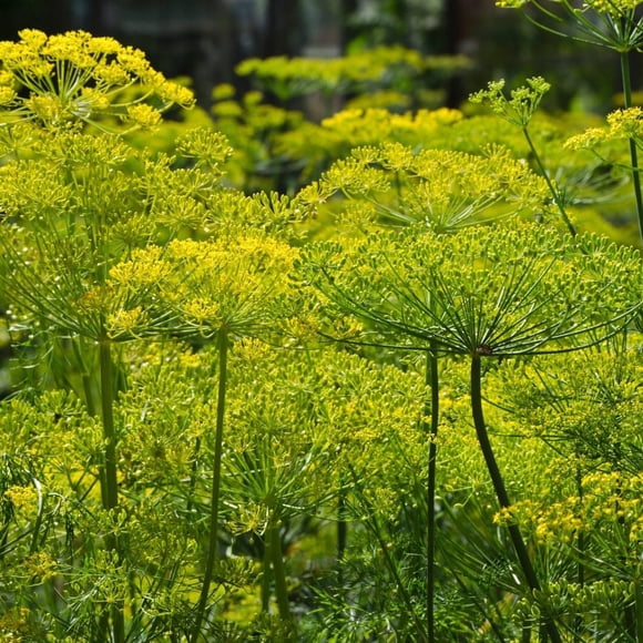 HJADGG Organic Dill Seeds-Bouquet Dill Herb Seeds 125+ Seeds, Open Pollinated