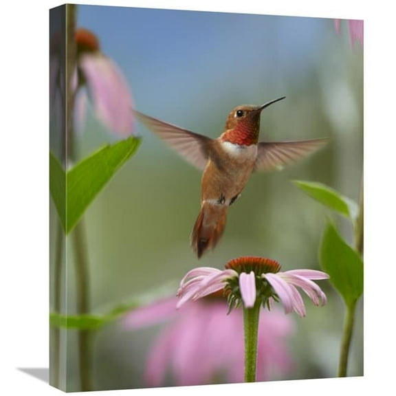 16 x 20 in. Rufous Hummingbird Male Feeding on Flower Nectar Art Print - Tim Fitzharris