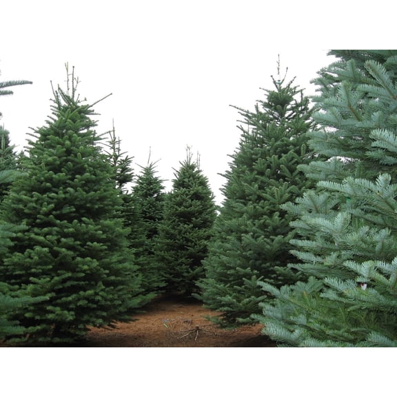 Noble Fir, Abies Procera Abies Nobilis 30 Seeds